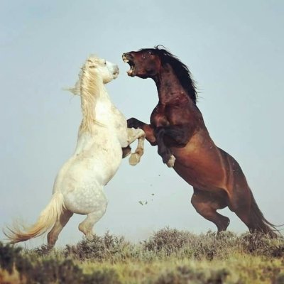 Siyah ve beyaz AT